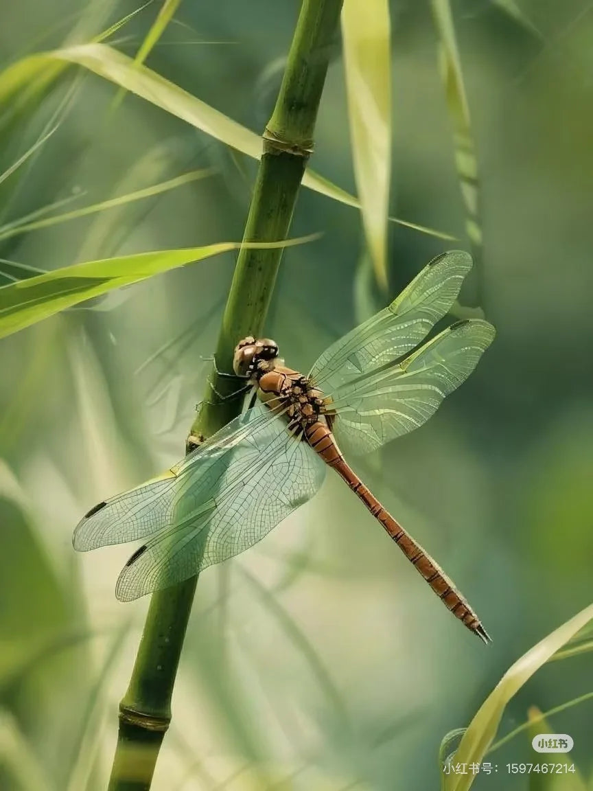 Professional Emszero Body Sculpt Machine Neo EMS RF Body Slimming for Muscle Stimulation Hiemt Fat Reduction CE Certified